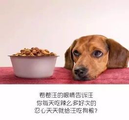 魏玛犬食量惊人？揭秘宠物界的秘密食谱！