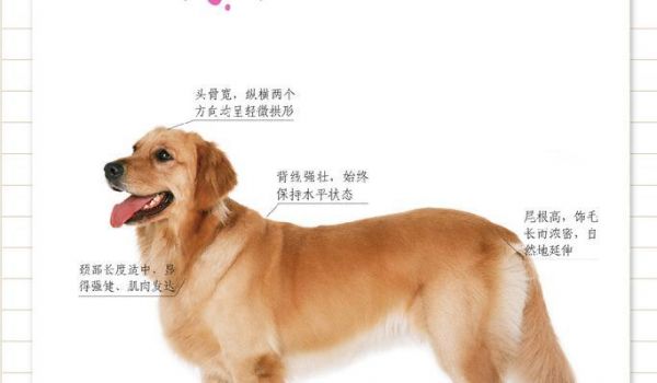 宠物狗训练技巧大全（打造乖巧可爱的理想宠物犬）