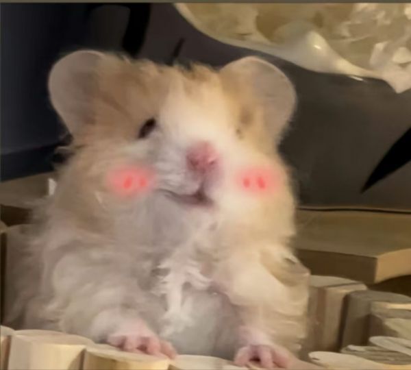 宠物，小仓鼠