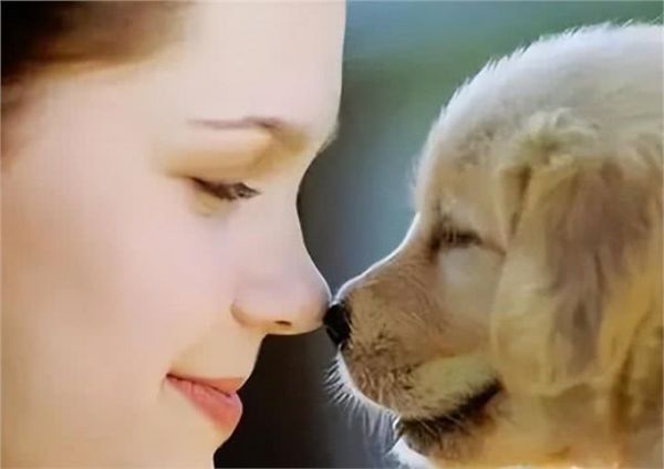理解狗狗的语言：八种常见行为告诉你它们在想什么!