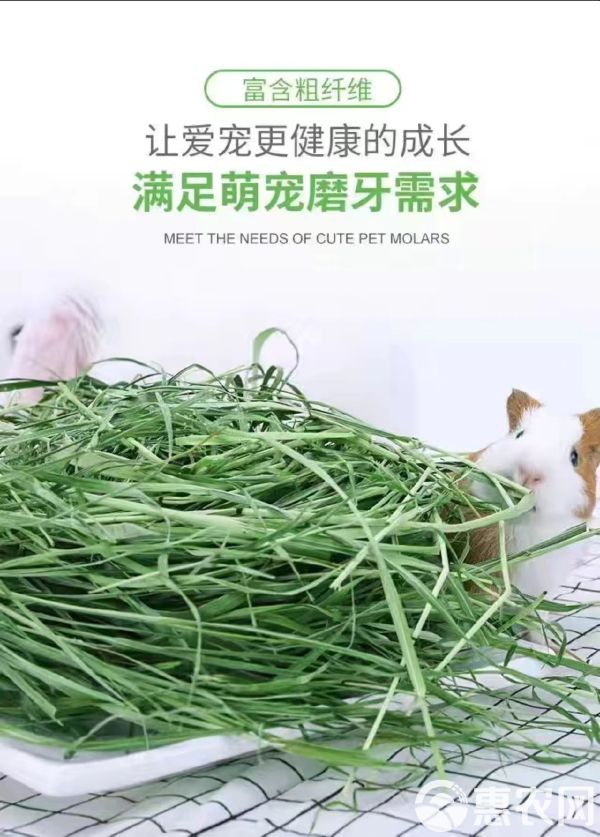 提摩西种子猫尾草梯牧草子豚鼠荷兰猪宠物爱吃多年生牧草种子