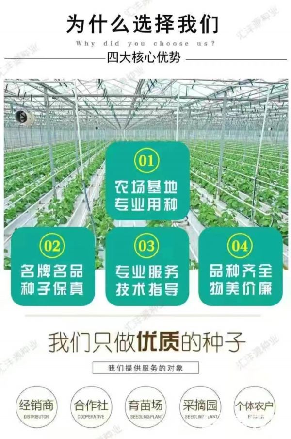 提摩西种子猫尾草梯牧草子豚鼠荷兰猪宠物爱吃多年生牧草种子