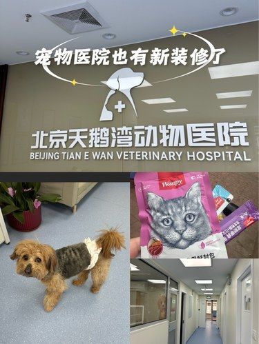 带着毛孩子体检的一天！高级宠物医院～
