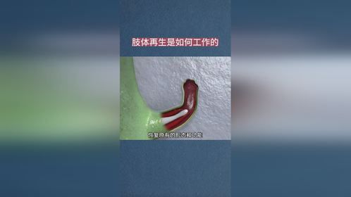 肢体再生是如何工作的