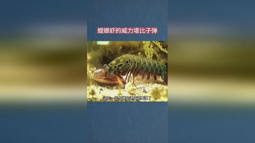 螳螂虾的威力到底有多大