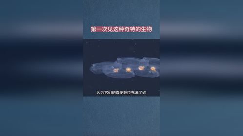 第一次见这种奇特的生物