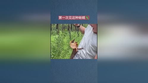 第一次见这种蜥蜴