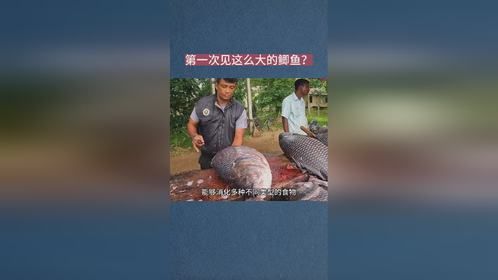 第一次见这么大的鲫鱼？