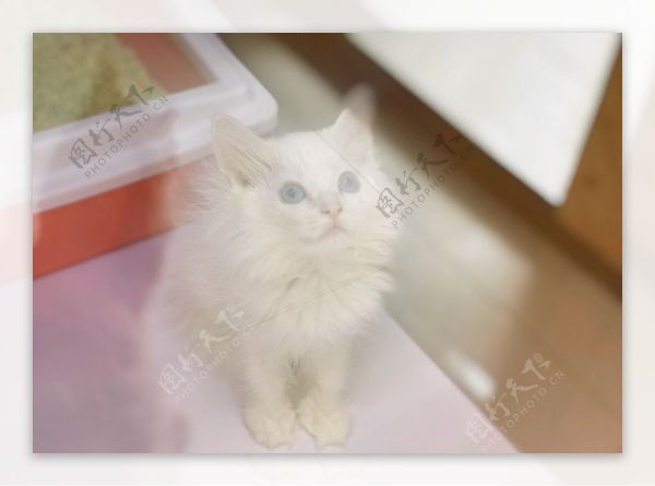 宠物萌宠猫