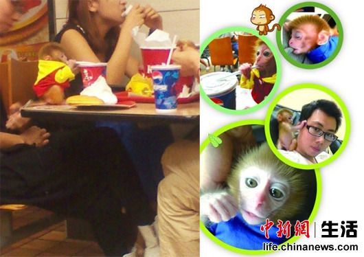谁是网络第一“萌”？细数那些走红的宠物明星(图)