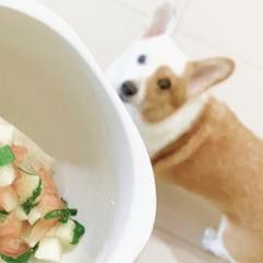 寵物鮮食的食譜