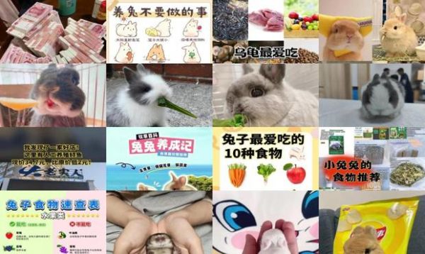 侏儒兔最爱吃的10种食物
