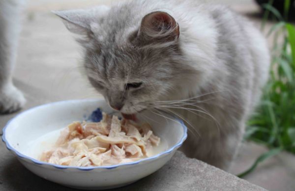 小红书宠物饮食指南:科学养宠,从吃饭开始