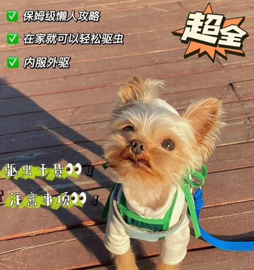 狗狗护理之完美指南（如何有效地照顾你的宠物，让它健康快乐地成长）