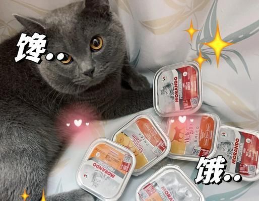 猫粮主食餐盒怎么做？有哪些适合猫咪的自制餐盒？