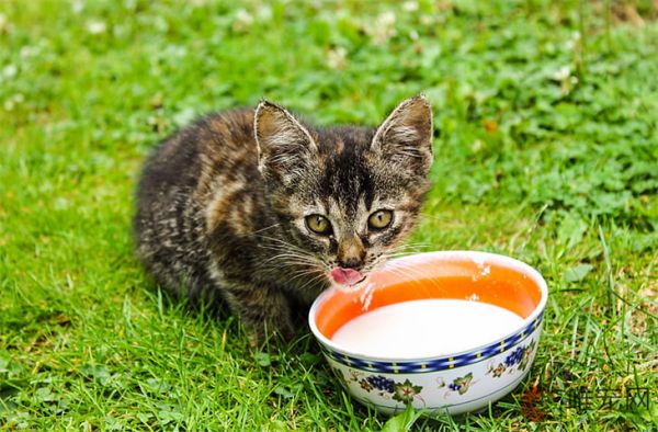 猫咪可以吃什么 最爱的食物有哪些