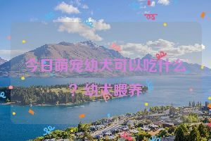今日萌宠幼犬可以吃什么？幼犬喂养