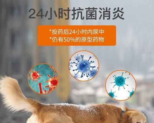猫咪的消炎药有哪些（掌握这些知识）