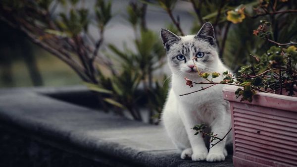 猫坐在花园的墙上。
