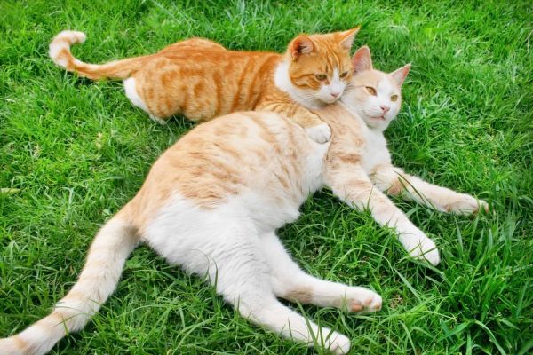 两只橘猫躺在绿草地上。