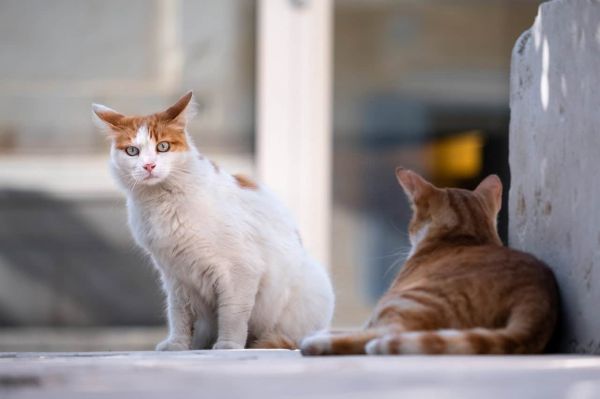 流浪猫。
