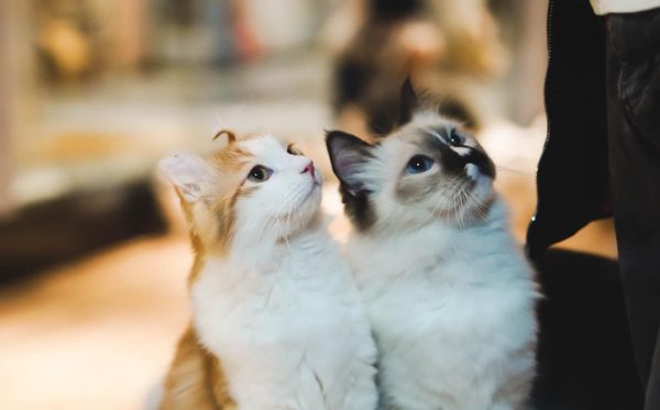 猫玩虚拟网球