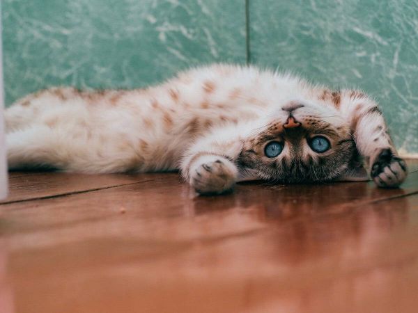 猫玩虚拟网球