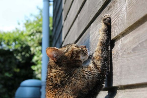 猫抓痒。