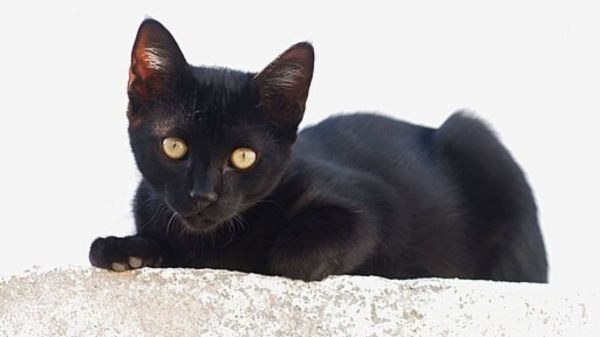 黑小猫