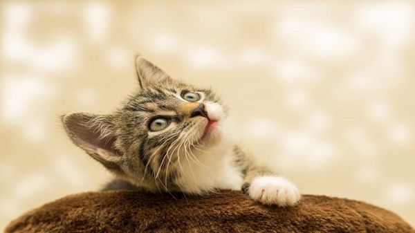 小猫抬起头。