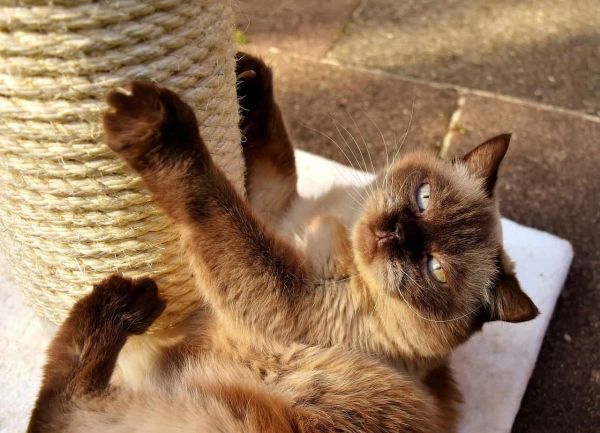 英国短毛猫在抓柱上抓东西。