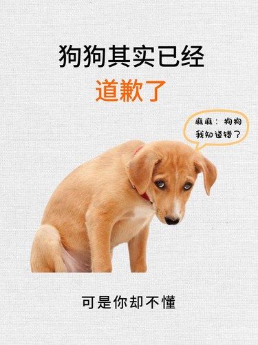 狗狗的道歉方式，你读懂了吗？❗️