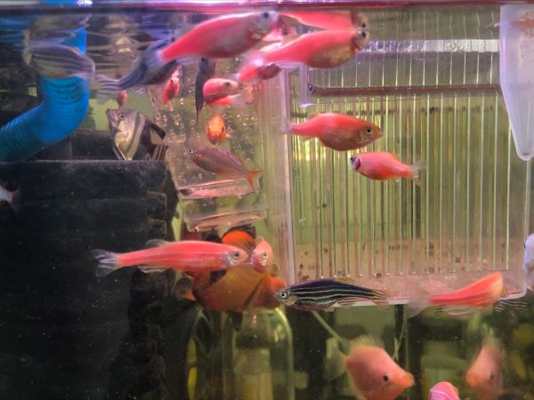 斑马鱼怎么繁殖后代的（斑马鱼繁殖的基本过程）