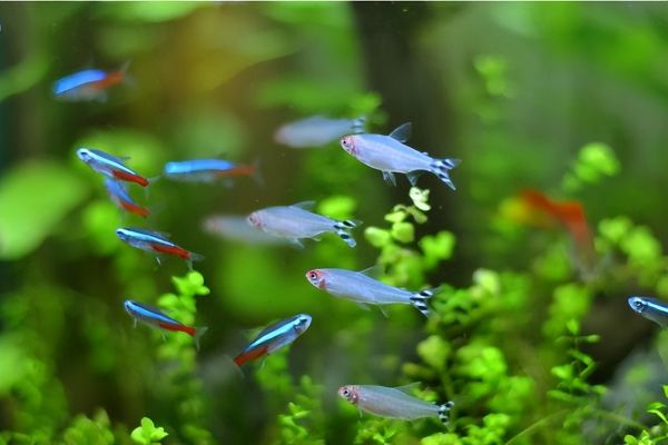 红绿灯鱼怎么繁殖小鱼,红绿灯鱼的繁殖方法与注意事项
