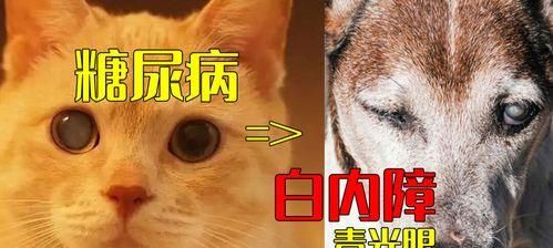 猫咪糖尿病——如何预防与治疗（宠物健康）