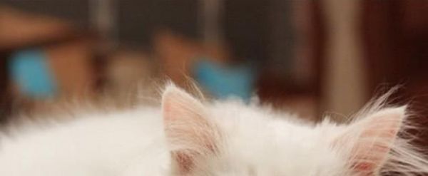 猫咪糖尿病——如何预防与治疗（宠物健康）