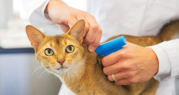 猫咪糖尿病——如何预防与治疗（宠物健康）