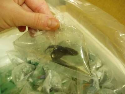 黑影道人鱼繁殖难度分析（黑影道人鱼繁殖后护理要点）