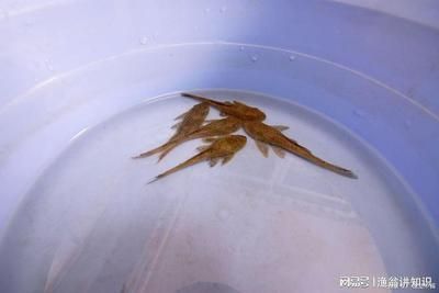 黑影道人鱼繁殖难度分析（黑影道人鱼繁殖后护理要点）