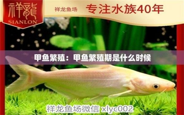 黄金斑马繁殖期疾病预防（如何判断黄金斑马健康状况）