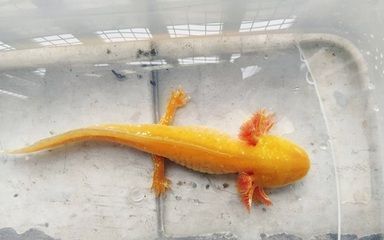 龙鱼咬人是什么象征vs祥龙鱼场