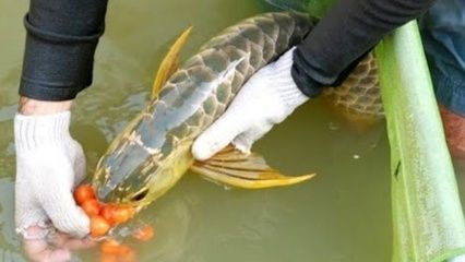 龙鱼咬人是什么象征vs祥龙鱼场