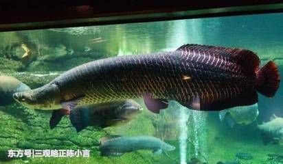 巨骨舌鱼的保护措施（关于巨骨舌鱼的保护措施）