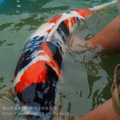 普宁鲤鱼苗市场地址（普宁市与鲤鱼苗相关的市场及鱼苗场地址如下：如需更全面信息）