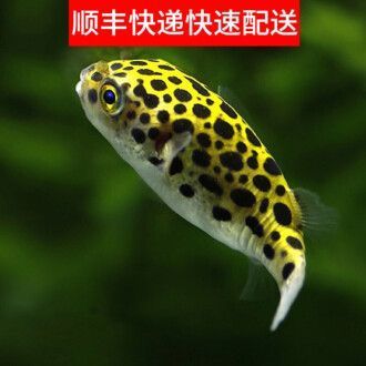 观赏鱼哪个快递能邮（如何成功地通过快递邮寄观赏鱼）
