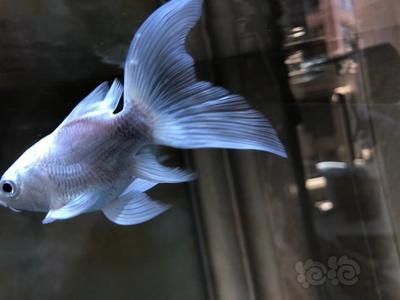 球体蝴蝶鲤寓意什么（球体蝴蝶鲤的寓意）