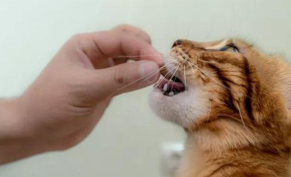 教你认识普遍的几款猫咪零食！各有优劣