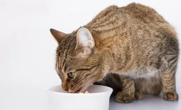 教你认识普遍的几款猫咪零食！各有优劣