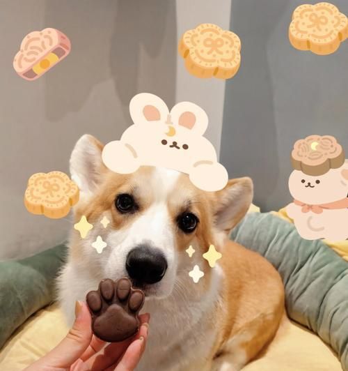 DIY狗狗月饼，给宠物一个美味节日（如何自制健康可口的狗狗月饼）