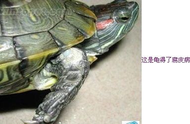宠物龟壳保养攻略,延长使用寿命!